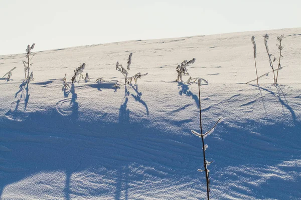 Зимова Сцена Свіжим Снігом Сушених Рослинах Невелика Глибина Зору Розмитий — стокове фото