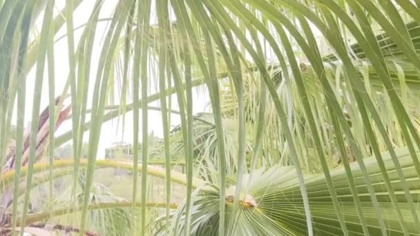 Fundo Fresco Verde Folhas Uma Palmeira Jovem Vista Perto Ramos — Vídeo de Stock