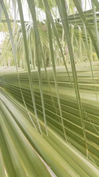 Fundo Fresco Verde Folhas Uma Palmeira Jovem Vista Perto Ramos — Vídeo de Stock