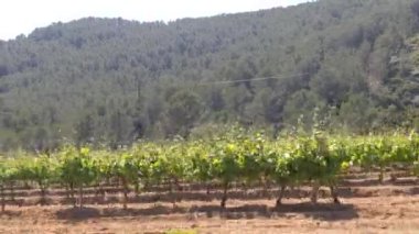 Yeşil üzüm bitkileriyle güzel bir manzara, Katalonya, İspanya