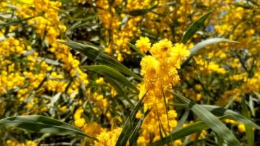 Güzel bir mimoza, Acacia deal bata. Yaklaş, seçici odaklanma