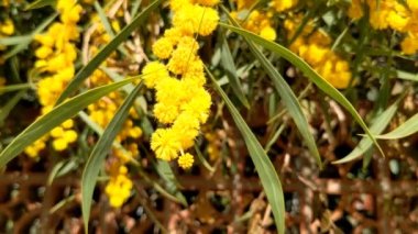 Güzel bir mimoza, Acacia deal bata. Yaklaş, seçici odaklanma