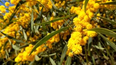 Güzel bir mimoza, Acacia deal bata. Yaklaş, seçici odaklanma