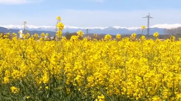 Blooming Canola Flowers Rapeseed Agricultural Field Spring Close Flowering Rapeseed — 비디오