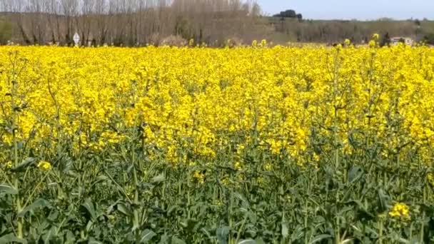 Beautiful Blooming Rapeseed Field Springtime Catalonia Spain — 비디오