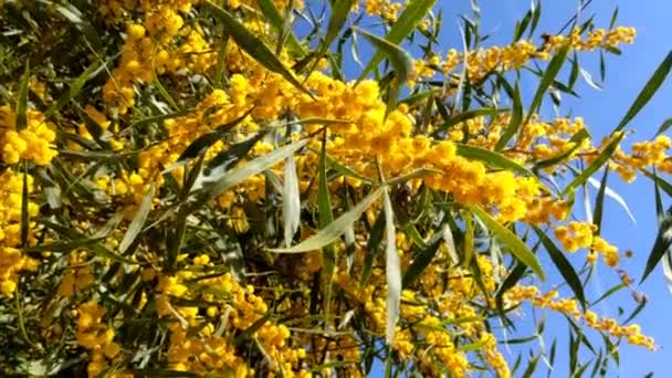 Hermosa Mimosa Floreciente Acacia Dealbata Primer Plano Enfoque Selectivo — Vídeos de Stock