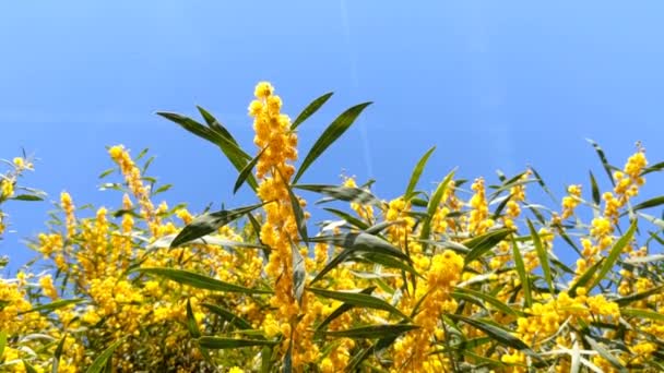 Beautiful Blooming Mimosa Acacia Dealbata Close Selective Focus — Stockvideo
