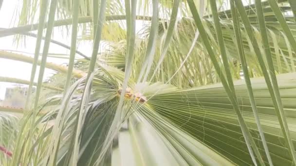 Groene Frisse Achtergrond Bladeren Van Een Jonge Palmboom Van Dichtbij — Stockvideo
