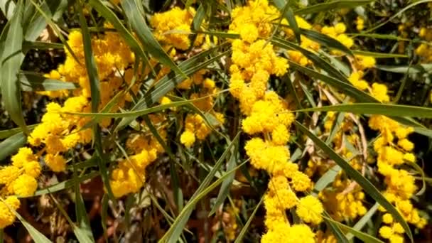 Beautiful Blooming Mimosa Acacia Dealbata Close Selective Focus — Video Stock