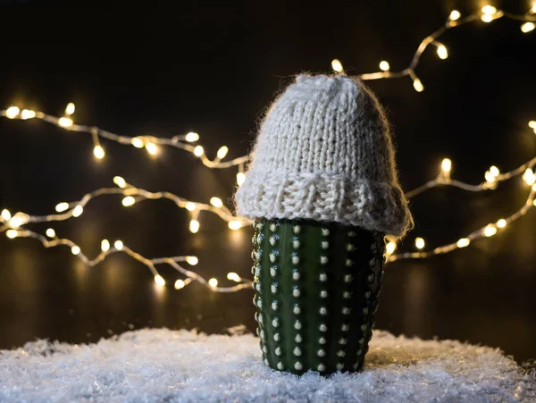 Cactus in a warm winter hat. Energy crisis in Europe. Finance crisis. Economy problem, War sanctions. Power crisis concept, problem with heating