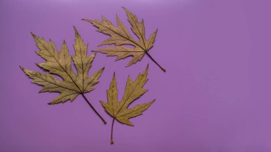 Sonbahar kompozisyonu. Mor arka planda sonbahar kurutulmuş akçaağaç yaprakları. Düz konum, üst görünüm, kopyalama alanı
