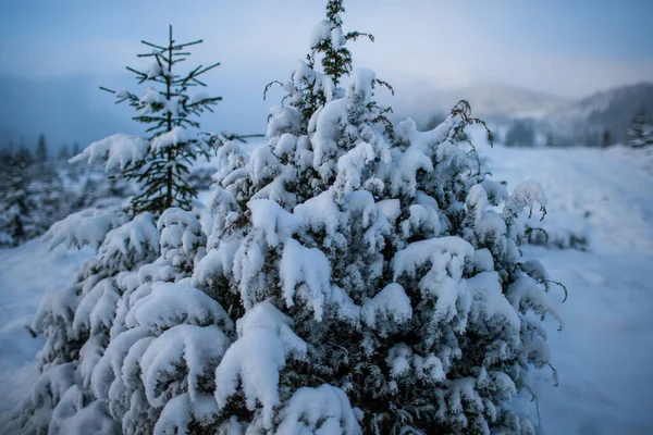 Winter Landscape Carpathians Mountains — Stock Photo, Image