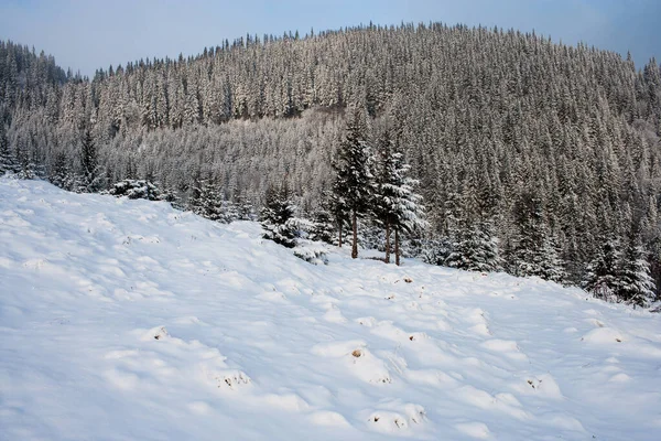 Ağaçlarda Taze Kar Olan Kış Sahnesi Karpatlar Dağları Kış Konsepti — Stok fotoğraf