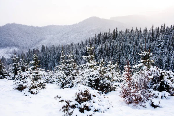 Paisagem Inverno Nas Montanhas Dos Cárpatos Manhã Gelada Ensolarada — Fotografia de Stock