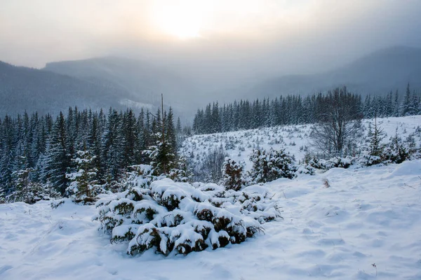 Paesaggio Invernale Nelle Montagne Dei Carpazi Mattina Sole Gelida — Foto Stock