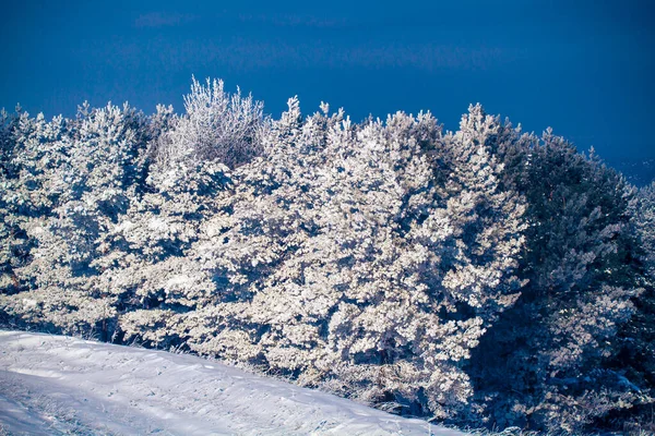 Zimowa Scena Świeżym Śniegiem Drzewach Płytka Głębokość Widzenia Zamazane Tło — Zdjęcie stockowe
