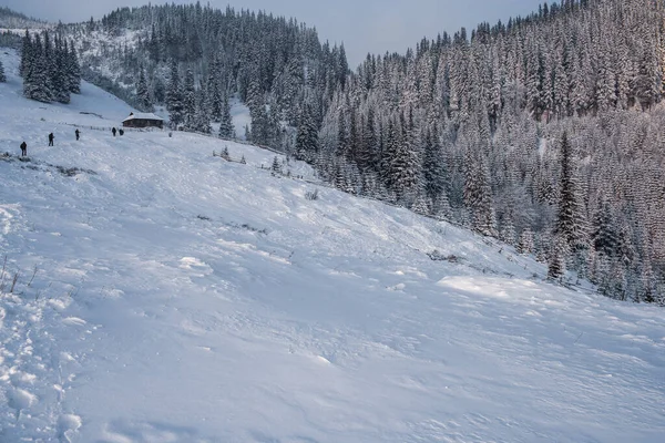 Escena Invierno Con Nieve Fresca Los Árboles Cárpatos Montañas Concepto —  Fotos de Stock