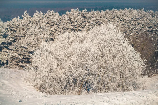 Zimowa Scena Świeżym Śniegiem Suszonych Roślinach Drzewach Płytka Głębokość Widzenia — Zdjęcie stockowe