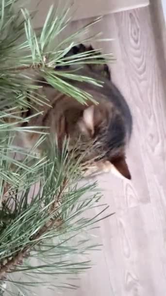 有趣的视频猫在云杉树枝之间玩耍 猫吃鹅卵石冷杉针头 家养可爱动物的概念 圣诞及新年 — 图库视频影像