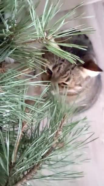 Funny Video Cat Play Spruce Branches Cat Eats Nibbles Fir — Stock Video