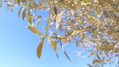 İlkbaharın sonlarında mavi gökyüzüne karşı zeytin ağaçları açar. Küçük, beyaz çiçekler yaprakların eksenlerindeki gevşek kümelerde doğar.