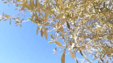 İlkbaharın sonlarında mavi gökyüzüne karşı zeytin ağaçları açar. Küçük, beyaz çiçekler yaprakların eksenlerindeki gevşek kümelerde doğar.