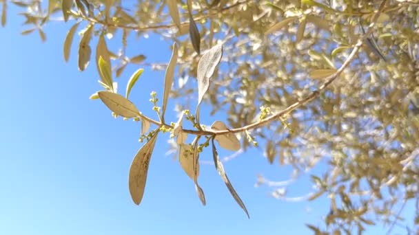 Pohon Zaitun Mekar Akhir Musim Semi Melawan Langit Biru Kecil — Stok Video