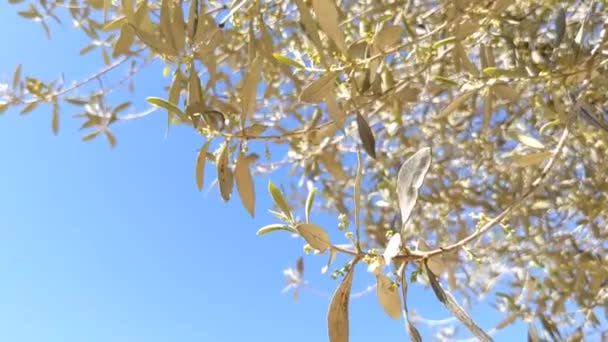 橄榄树在蓝天的映衬下盛开 白色的花在叶子的腋窝上呈松散的丛生 — 图库视频影像