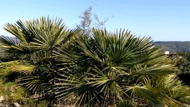 Groene Frisse Achtergrond Bladeren Van Een Jonge Palmboom Van Dichtbij — Stockvideo