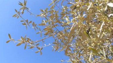 Zeytin ağaçları baharın sonlarında çiçek açar.