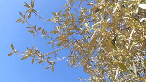 Olive Trees Bloom Late Spring — Stock Video
