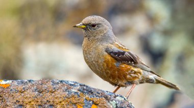 Alp aksanı (Prunella collaris), güzel doğa bulanık arkaplanlı. Dağlardaki taşın üzerinde turuncu tüylü renkli bir kuş oturuyor. Vahşi yaşam, doğadaki kuşlar.