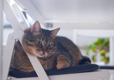 Kedi sakince bir sandalyenin üzerinde masanın altına uzandı. Rahatlık kavramı. Bir evcil hayvanla ev hayatı