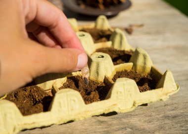 Koni tohumlarını ekmek, ev bahçesinde ağaç türü yetiştirmek. Orman plantasyon yayılımı. Orman yönetimi. Orman yetiştiriciliği ve orman ekimi. Orman kavramları ve çevre koruma