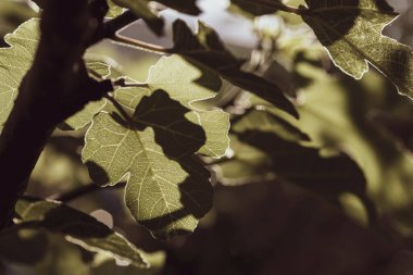Yeşil incir ağacı parlak güneş ışığında yapraklanır. Ekolojik tarım. Bahçe bakımı kavramı. Metin için boşluk