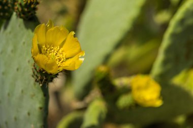 Bloom 'daki Armut Kaktüsü. Dikenli armut çiçekleri