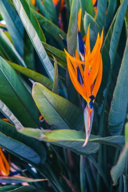 Güzel cennet kuşu çiçekleri, tropikal turuncu ve mor flora dışarıda bir bahçede. Katalonya, İspanya