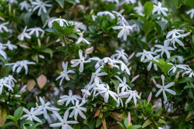 Jasmine, ya da Jasminum officinale sarmaşığı bahar bahçesinde beyaz çiçekli. Katalonya, İspanya