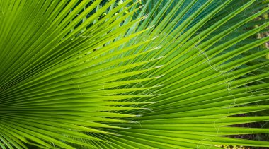 Taze yeşil arkaplan, genç bir palmiye ağacının yaprakları.