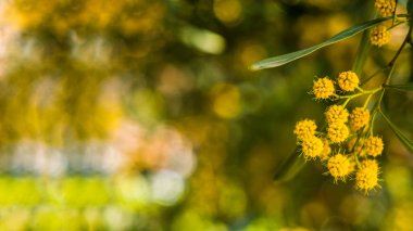 Güzel bir mimoza, Acacia deal bata. Çiçek duvar kağıdı arka planı. Yaklaş, seçici odaklanma