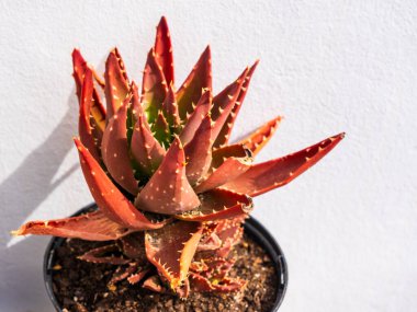 Aloe dorotheae - Sunset Aloe. Çiçek saksısında güzel renkli, düşük büyüyen bir aloe. Ev bahçesinde bitkilerin yetiştirilmesi. Katalonya, İspanya