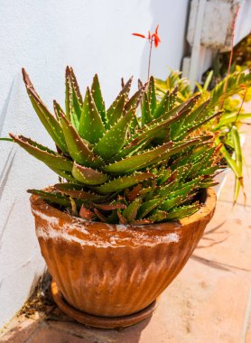 Aloe saksıda sulu bitkiler var. Aloe Juvenna ya da kaplan dişli aloe bitkileri. Ev bahçesinde bitkilerin yetiştirilmesi. Katalonya, İspanya