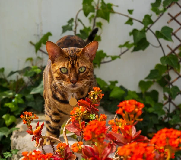 Bengal cat in the home garden. Kalanchoe blossfeldiana also know Flaming Katy, Christmas kalanchoe, Florist kalanchoe. Cultivation of succulent plants in the home garden. Catalonia, Spain