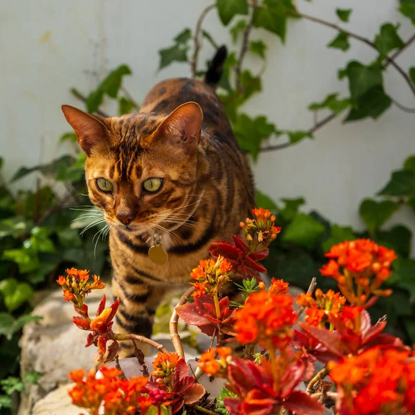 Bengal cat in the home garden. Kalanchoe blossfeldiana also know Flaming Katy, Christmas kalanchoe, Florist kalanchoe. Cultivation of succulent plants in the home garden. Catalonia, Spain