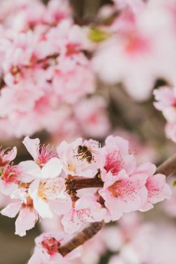 Badem çiçekleri, bulanık doğa arka planında çiçek açar. Meyve bahçesindeki bir badem ağacının çiçekli dalları. Katalonya, İspanya