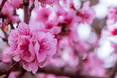 Bahar Badem Çiçekleri Bahçesi. Bulanık arkaplan. Boşluğu kopyala