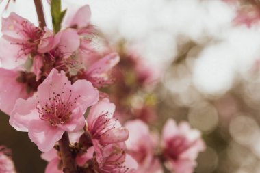 Bahar Badem Çiçekleri Bahçesi. Bulanık arkaplan. Boşluğu kopyala