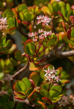 Sulu Crassula ovata 'Hummel' ın Günbatımı 'pembe-beyaz çiçekleri. Yeşim bitkisi veya Çin kauçuğu Crassulaceae familyasının popüler, geniş yapraklı ve çiçekli bitkisidir.