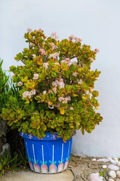 Flowering bush of jade plant - Crassula ovata, Lucky plant, Money plant with many white-pink flowers and red-green leaves in the blue clay flower pot