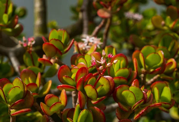 Crassula Ovata ヒスイの植物 幸運植物 お金の植物やお金の木は 小さなピンク白色の花を持つ多肉植物です ロイヤリティフリーのストック写真
